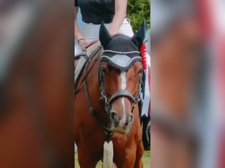 Cheval de trait Hongre 14 Ans 145 cm Bai in Aarwangen