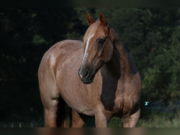 Cheval de trait Croisé Hongre 14 Ans 157 cm Rouan Rouge in Carthage, TX