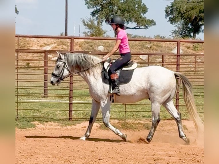 Cheval de trait Croisé Hongre 14 Ans 160 cm Gris in Weatherford