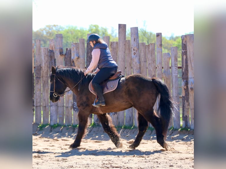 Cheval de trait Croisé Hongre 14 Ans 160 cm Noir in Athens