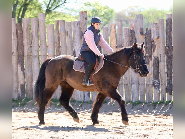Cheval de trait Croisé Hongre 14 Ans 160 cm Noir in Athens