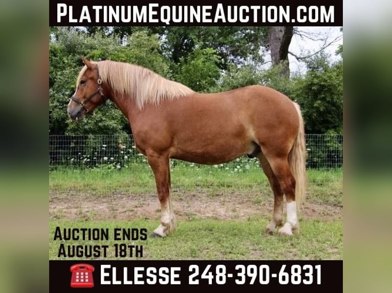 Cheval de trait Hongre 14 Ans 163 cm Alezan brûlé in Howell, Mi