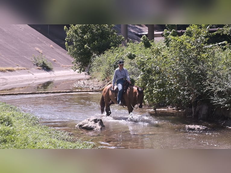 Cheval de trait Croisé Hongre 14 Ans 163 cm Isabelle in Dublin