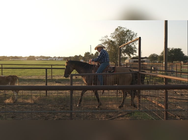 Cheval de trait Croisé Hongre 14 Ans 163 cm Isabelle in Dublin