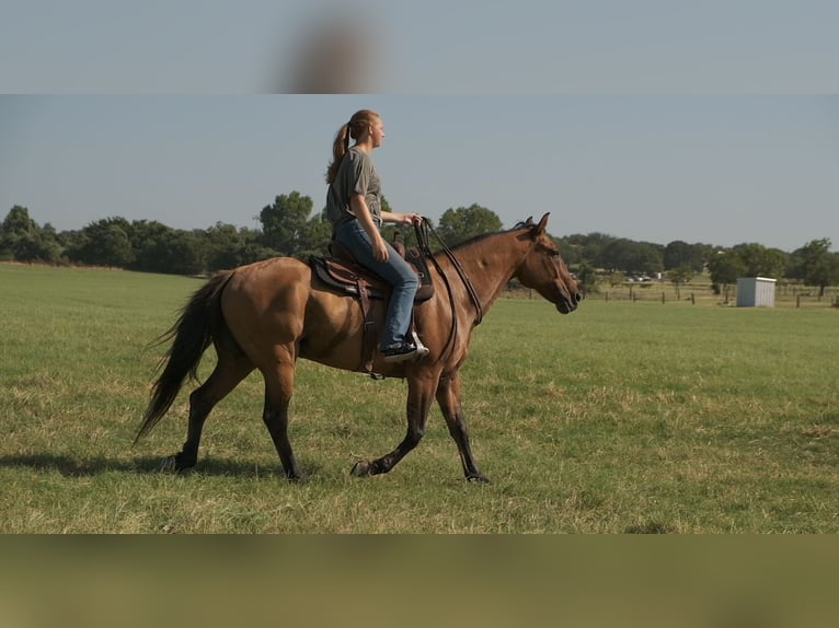 Cheval de trait Croisé Hongre 14 Ans 163 cm Isabelle in Dublin