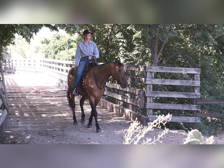 Cheval de trait Croisé Hongre 14 Ans 163 cm Isabelle in Dublin