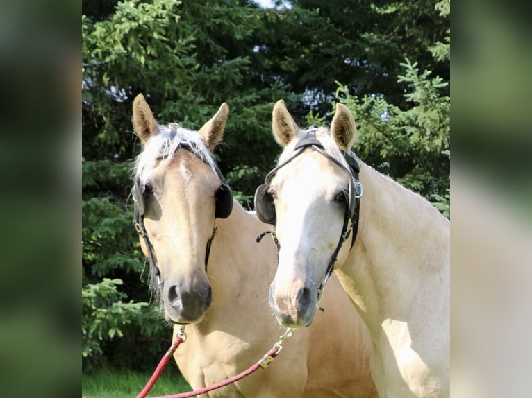 Cheval de trait Croisé Hongre 14 Ans 163 cm Palomino in Rochester