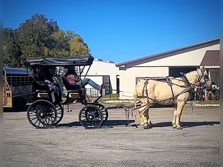 Cheval de trait Croisé Hongre 14 Ans 163 cm Palomino in Rochester