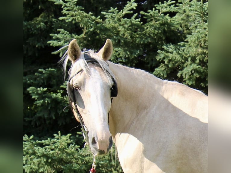 Cheval de trait Croisé Hongre 14 Ans 163 cm Palomino in Rochester