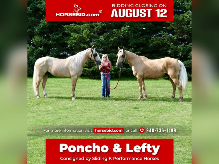 Cheval de trait Croisé Hongre 14 Ans 163 cm Palomino in Rochester