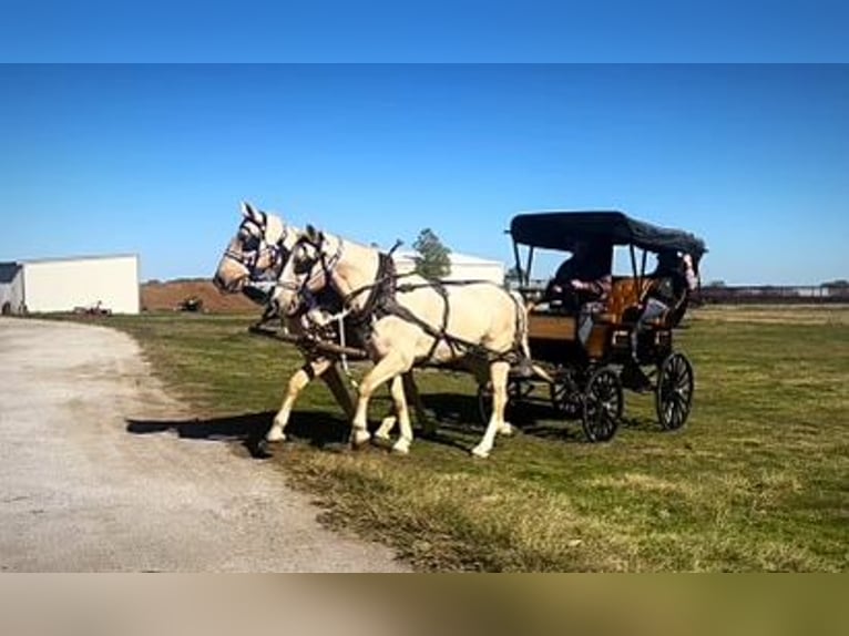 Cheval de trait Croisé Hongre 14 Ans 163 cm Palomino in Rochester