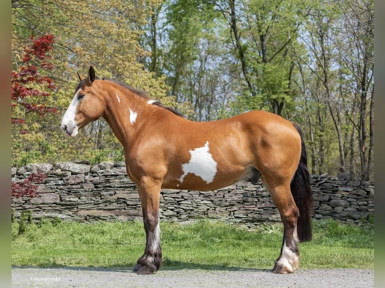 Cheval de trait Hongre 14 Ans 165 cm Overo-toutes couleurs in Everett Pa