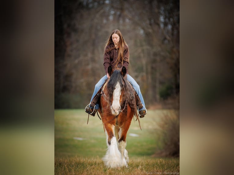 Cheval de trait Hongre 14 Ans 175 cm Roan-Bay in Auburn KY