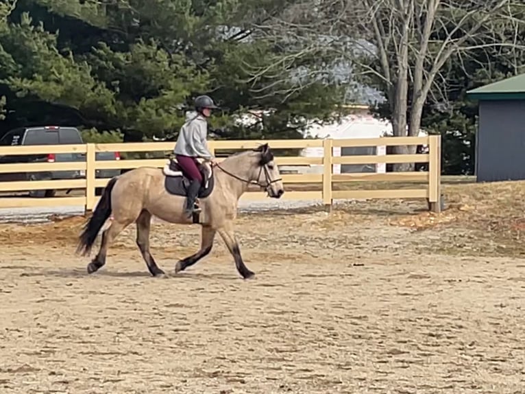 Cheval de trait Hongre 14 Ans Buckskin in Borden IN