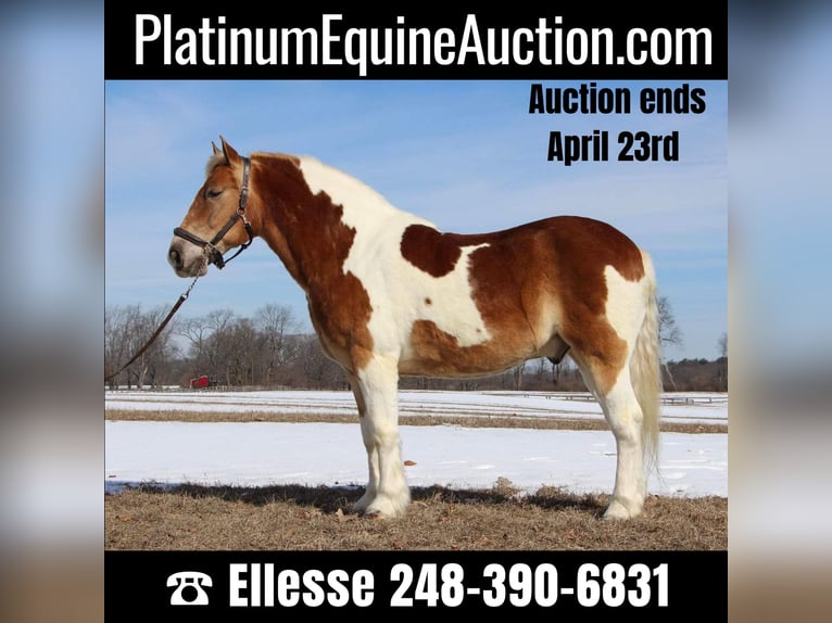 Cheval de trait Hongre 15 Ans 147 cm Tobiano-toutes couleurs in HIghland MI