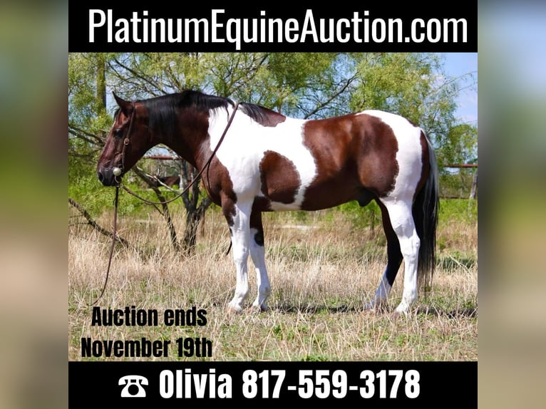 Cheval de trait Hongre 15 Ans 157 cm Tobiano-toutes couleurs in Weatherford TX