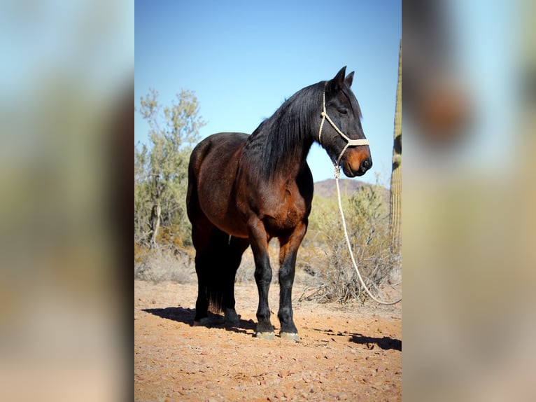 Cheval de trait Croisé Hongre 15 Ans 163 cm Roan-Bay in Marana, AZ