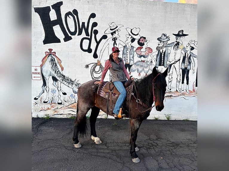 Cheval de trait Croisé Hongre 15 Ans 163 cm Roan-Bay in Marana, AZ