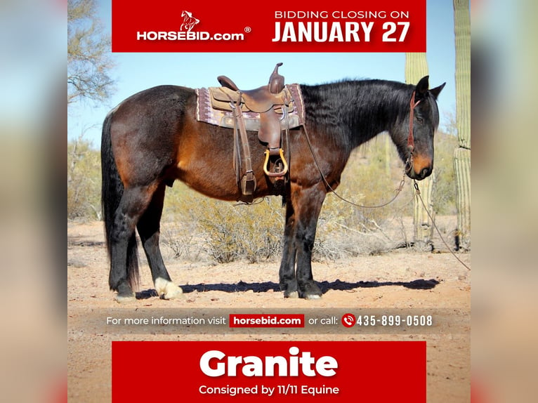 Cheval de trait Croisé Hongre 15 Ans 163 cm Roan-Bay in Marana, AZ