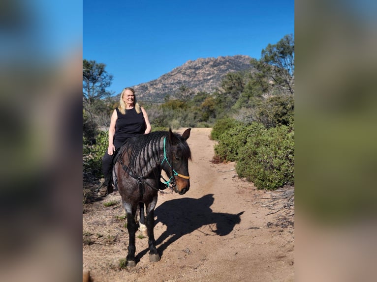 Cheval de trait Croisé Hongre 15 Ans 163 cm Roan-Bay in Marana, AZ