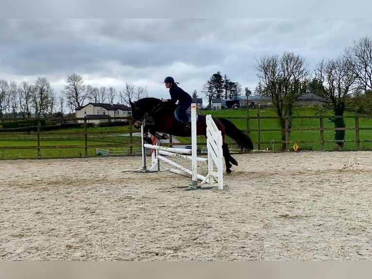 Cheval de trait Hongre 15 Ans 165 cm Bai in Sligo