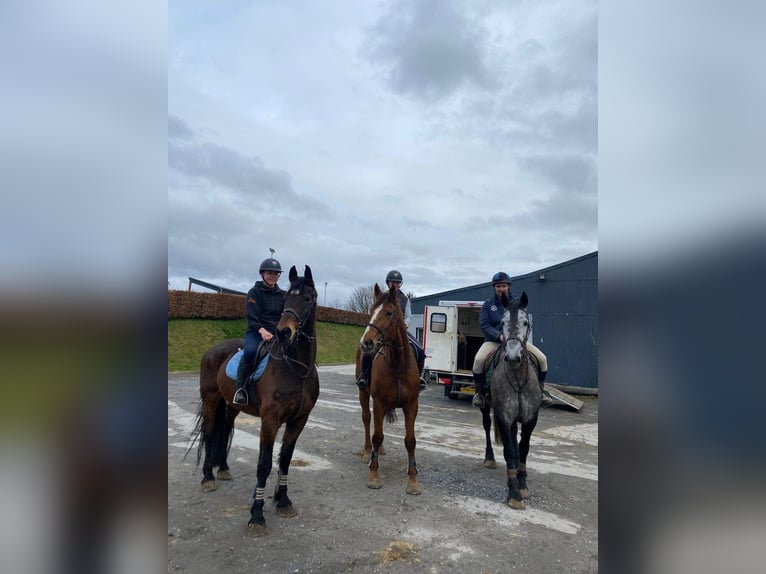 Cheval de trait Hongre 15 Ans 165 cm Bai in Sligo