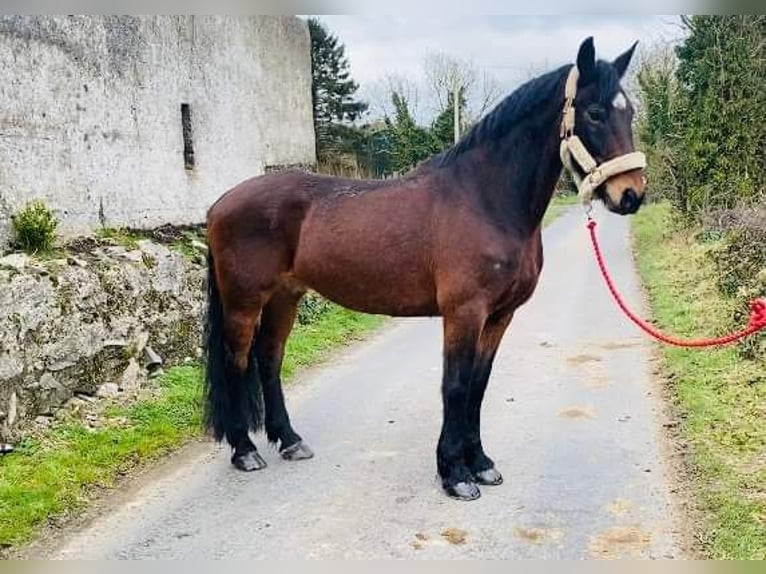 Cheval de trait Hongre 15 Ans 165 cm Bai in Sligo