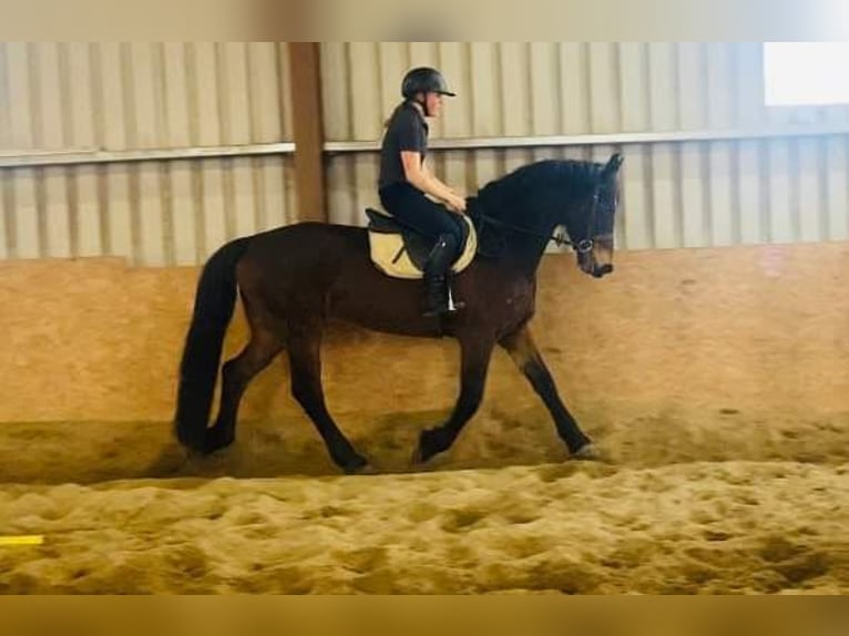 Cheval de trait Hongre 15 Ans 165 cm Bai in Sligo