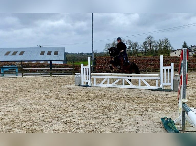 Cheval de trait Hongre 15 Ans 165 cm Bai in Sligo
