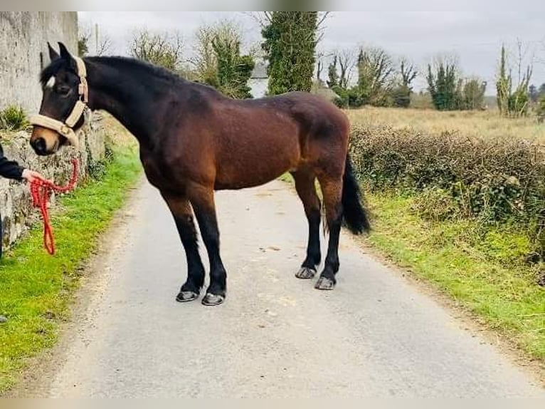 Cheval de trait Hongre 15 Ans 165 cm Bai in Sligo