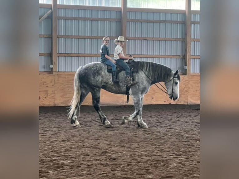 Cheval de trait Hongre 15 Ans 175 cm Gris pommelé in Everett Pa