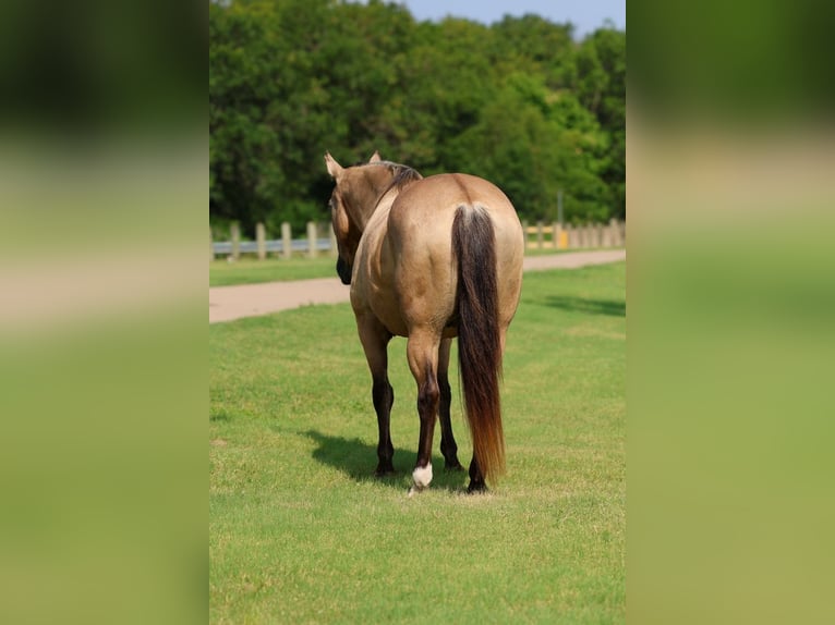 Cheval de trait Croisé Hongre 15 Ans Buckskin in Terrell