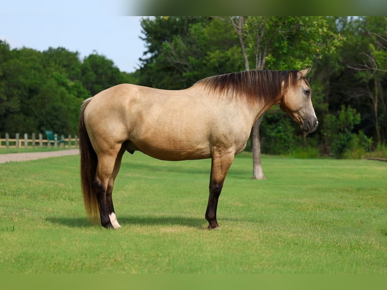 Cheval de trait Croisé Hongre 15 Ans Buckskin in Terrell