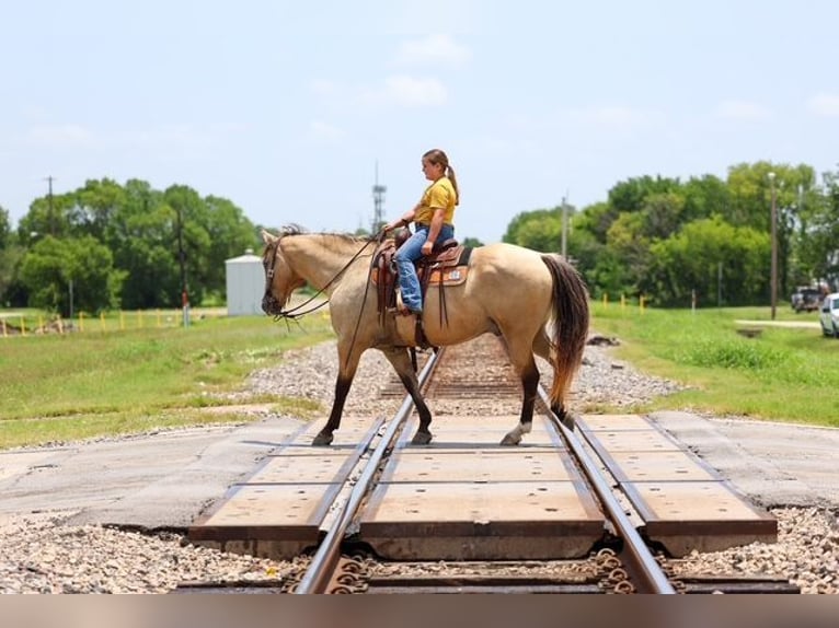 Cheval de trait Croisé Hongre 15 Ans Buckskin in Terrell