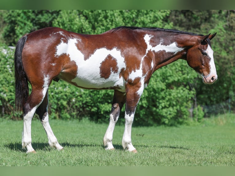 Cheval de trait Croisé Hongre 16 Ans 163 cm Pinto in Ravenna