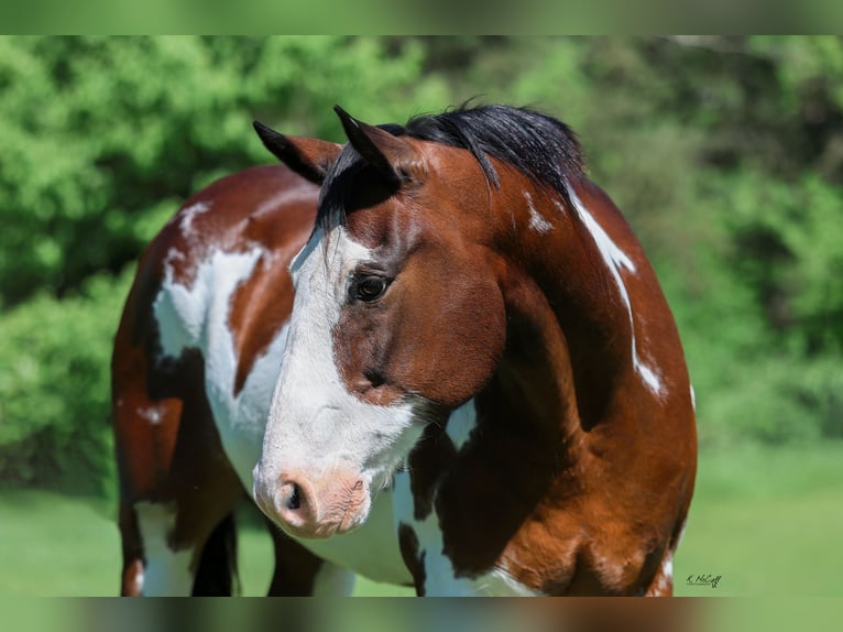 Cheval de trait Croisé Hongre 16 Ans 163 cm Pinto in Ravenna