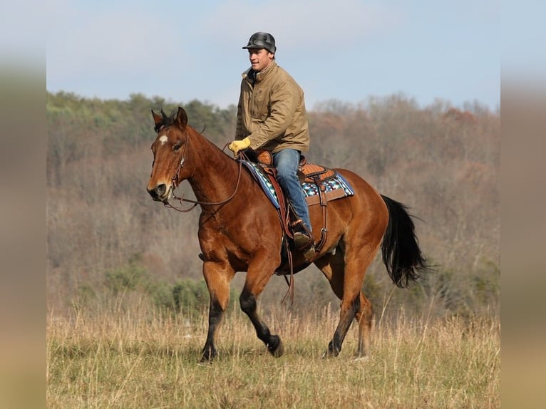 Cheval de trait Hongre 17 Ans 160 cm Bai cerise in MOunt Vernon KY