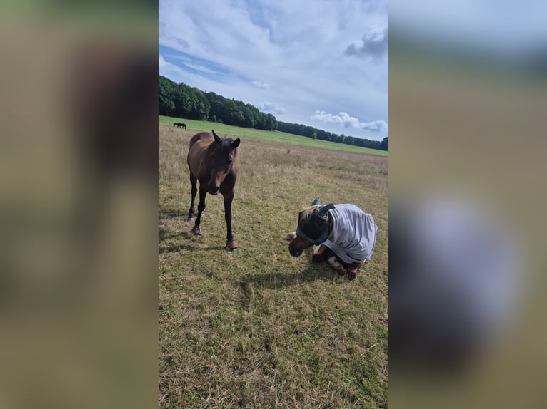 Cheval de trait Croisé Hongre 21 Ans 165 cm Alezan in Lohr am Main