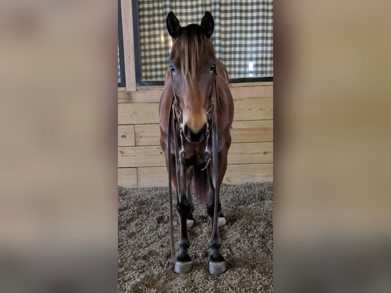 Cheval de trait Hongre 22 Ans 163 cm Tobiano-toutes couleurs in walkerton IN