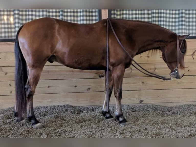 Cheval de trait Hongre 22 Ans 163 cm Tobiano-toutes couleurs in walkerton IN