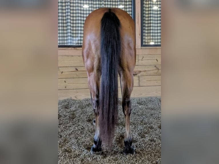 Cheval de trait Hongre 22 Ans 163 cm Tobiano-toutes couleurs in walkerton IN