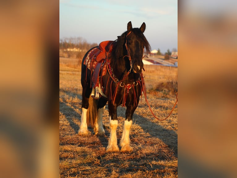 Cheval de trait Croisé Hongre 3 Ans 152 cm in Cincinnati, IA