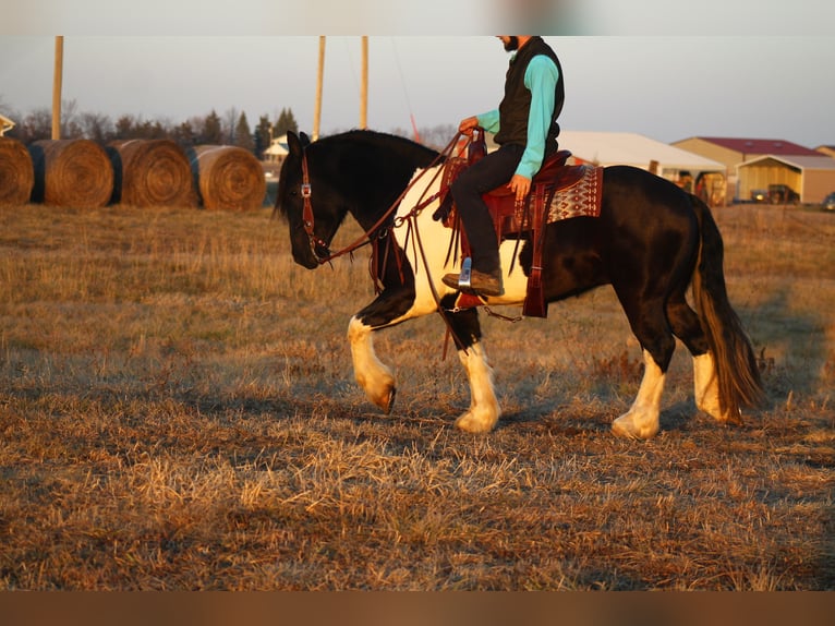 Cheval de trait Croisé Hongre 3 Ans 152 cm in Cincinnati, IA