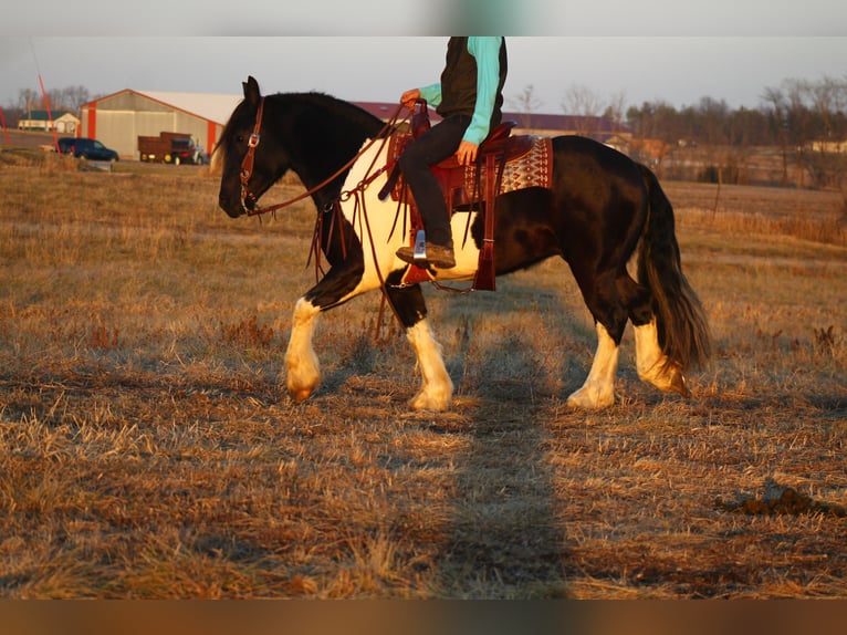 Cheval de trait Croisé Hongre 3 Ans 152 cm in Cincinnati, IA