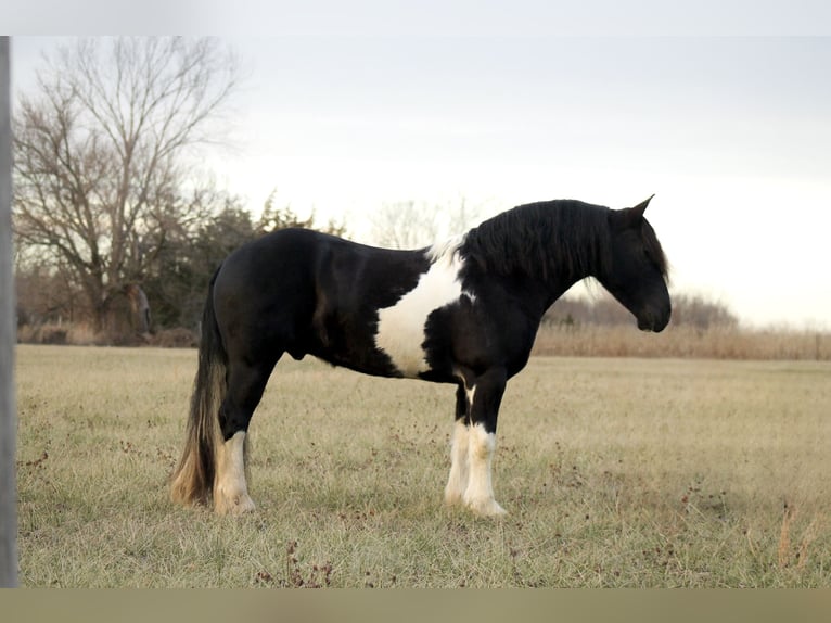 Cheval de trait Croisé Hongre 3 Ans 152 cm in Cincinnati, IA