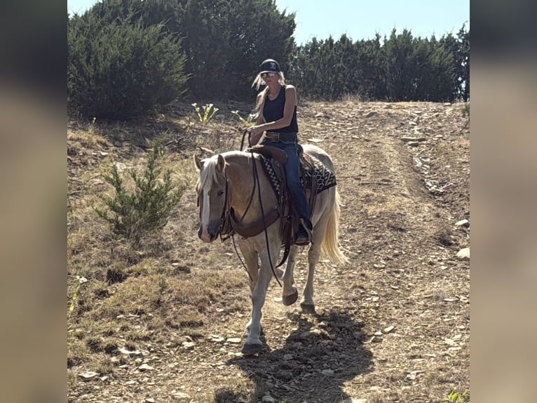 Cheval de trait Croisé Hongre 3 Ans 155 cm Alezan cuivré in Jacksboro,TX