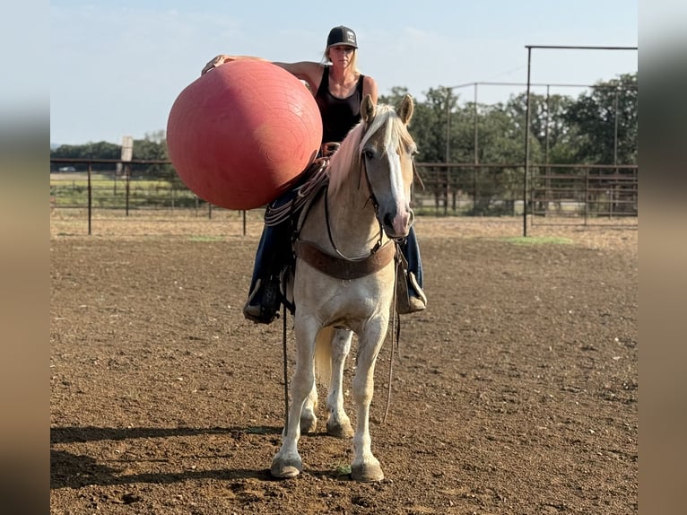 Cheval de trait Croisé Hongre 3 Ans 155 cm Alezan cuivré in Jacksboro,TX