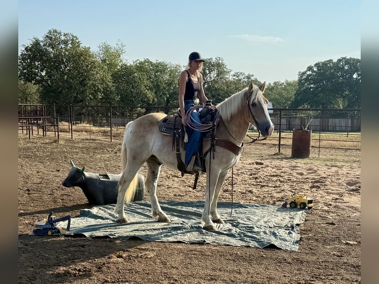 Cheval de trait Croisé Hongre 3 Ans 155 cm Alezan cuivré in Jacksboro,TX