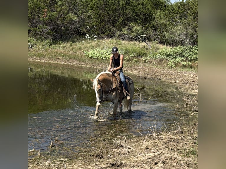 Cheval de trait Croisé Hongre 3 Ans 155 cm Alezan cuivré in Jacksboro,TX
