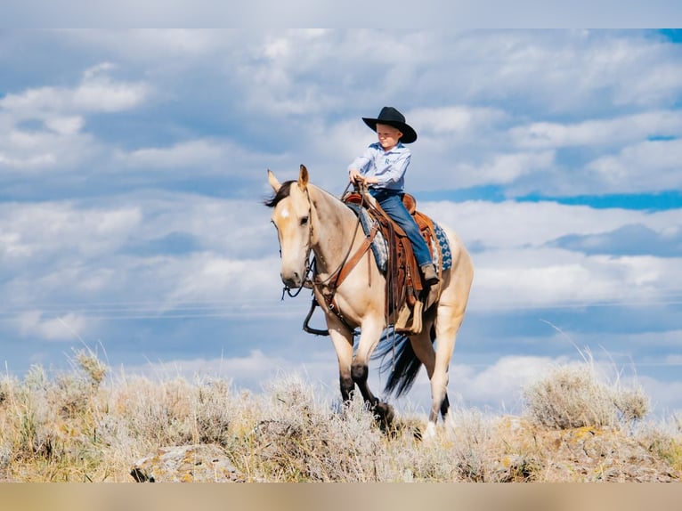 Cheval de trait Croisé Hongre 3 Ans 155 cm Buckskin in Rexburg, ID